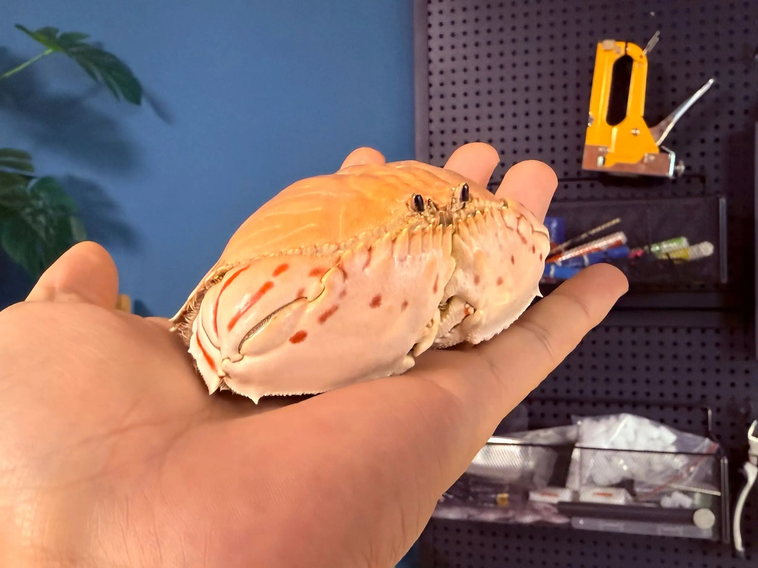 Calappa Lophos - Vzorek kraba s krabicovým tělem a skvrnitým krunýřem