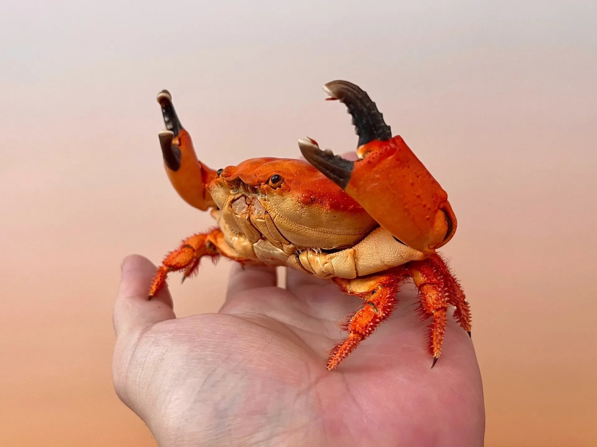 Etisus Dentatus - Zachovalý exemplář kraba s teplými barvami